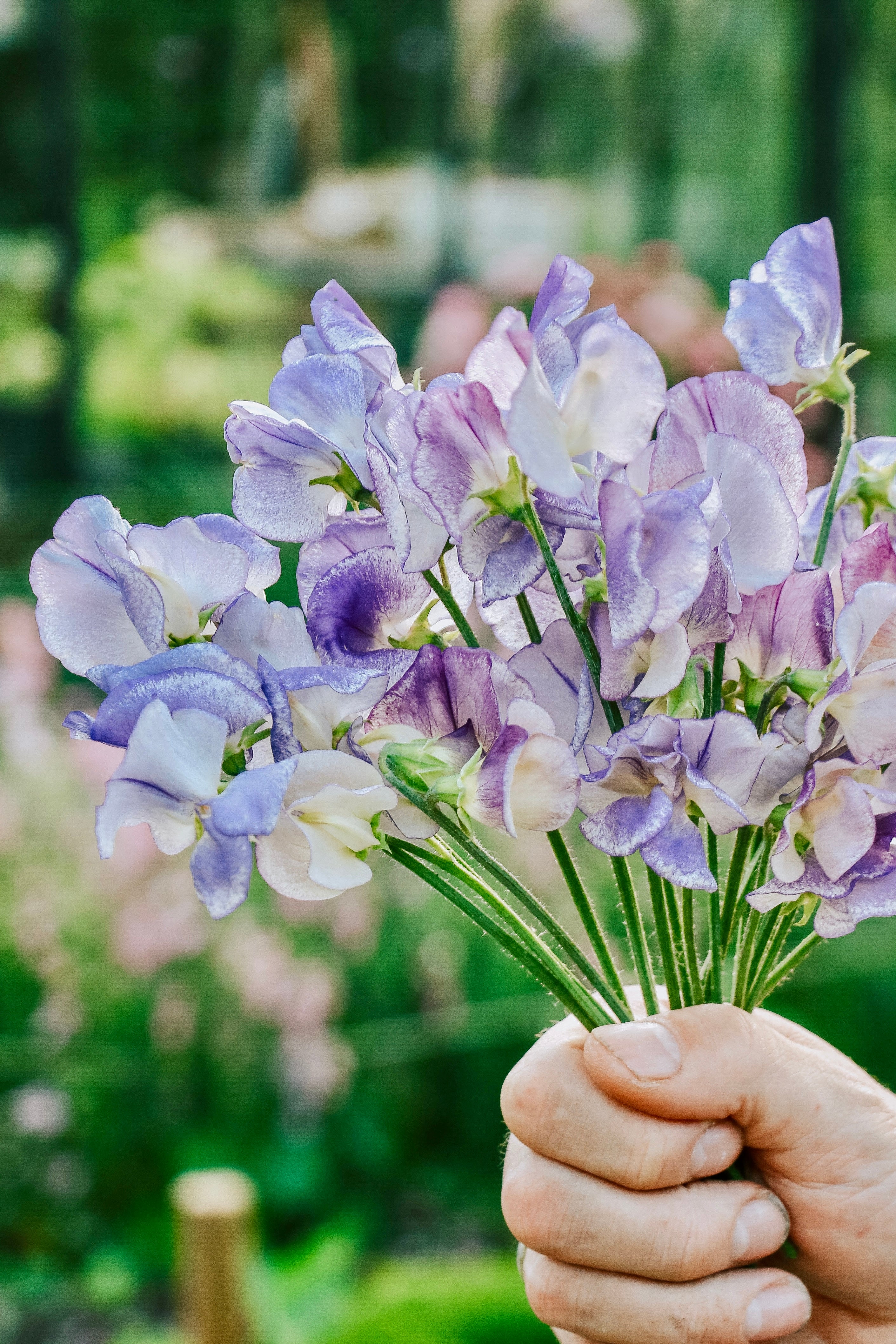 Lathyrus odoratus 'spencer blue ripple'-Angelo
