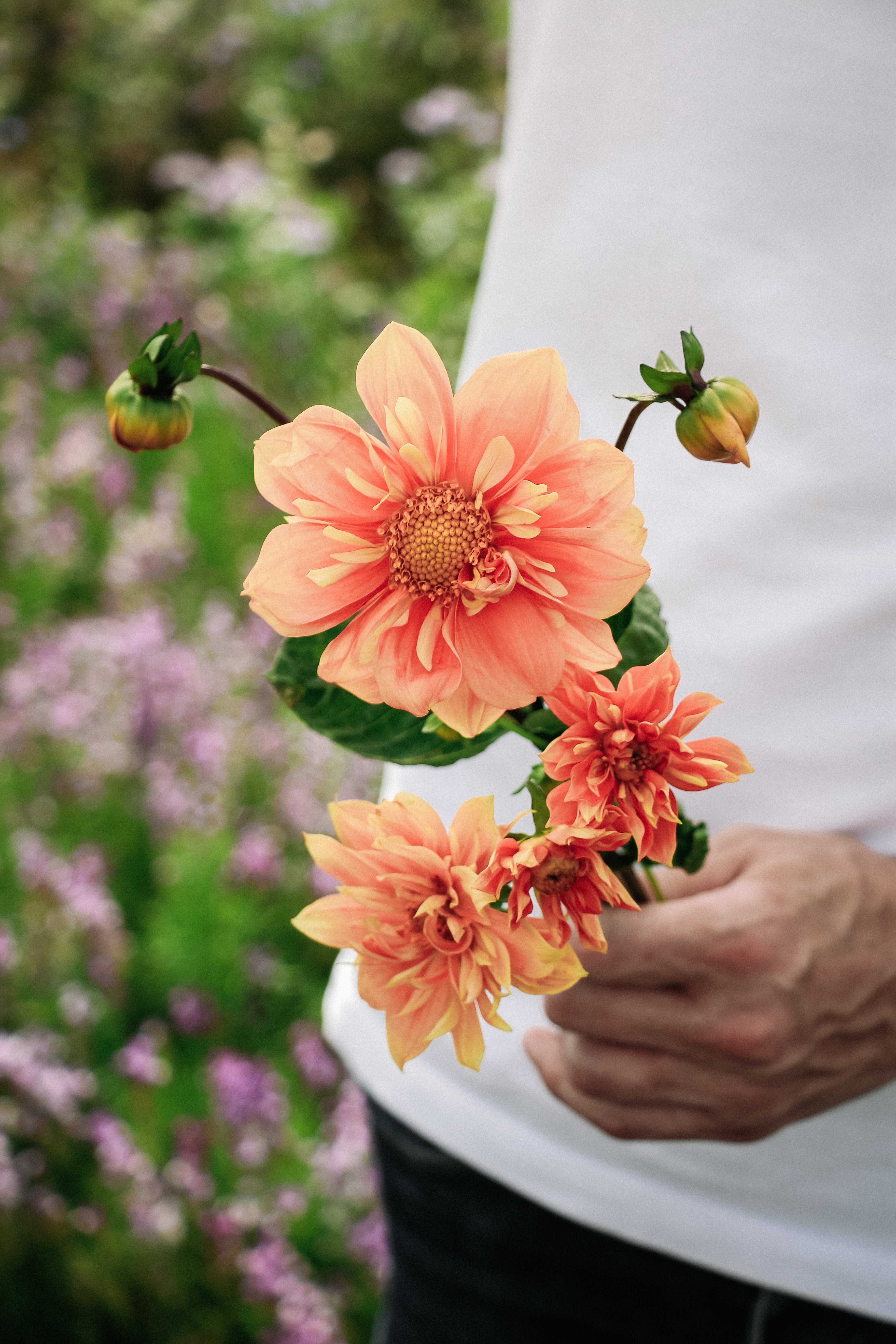 Dahlia variabilis &