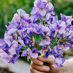Lathyrus odoratus 'Spencer Nimbus'-Angelo