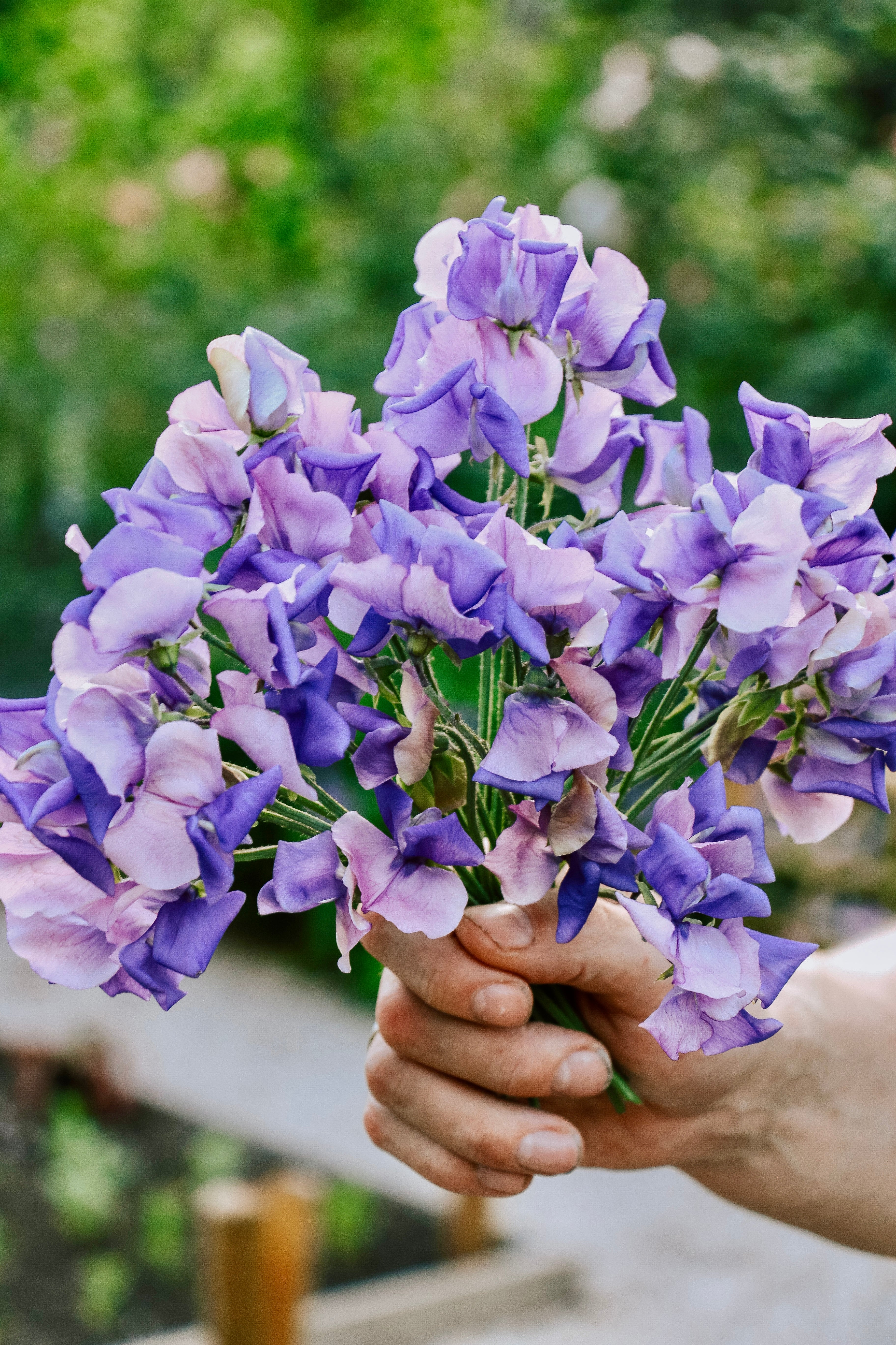 Lathyrus odoratus &