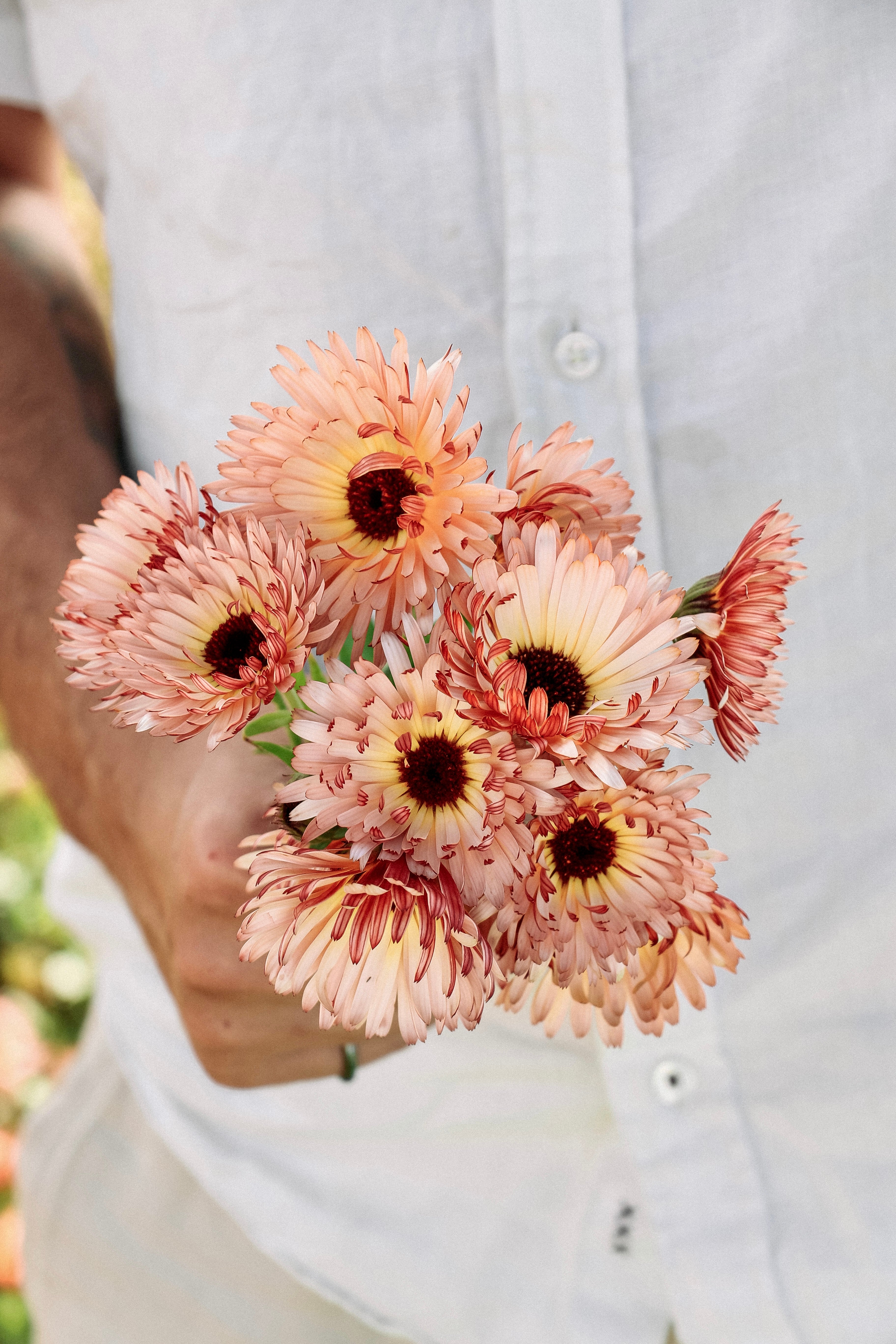 Calendula officinalis &