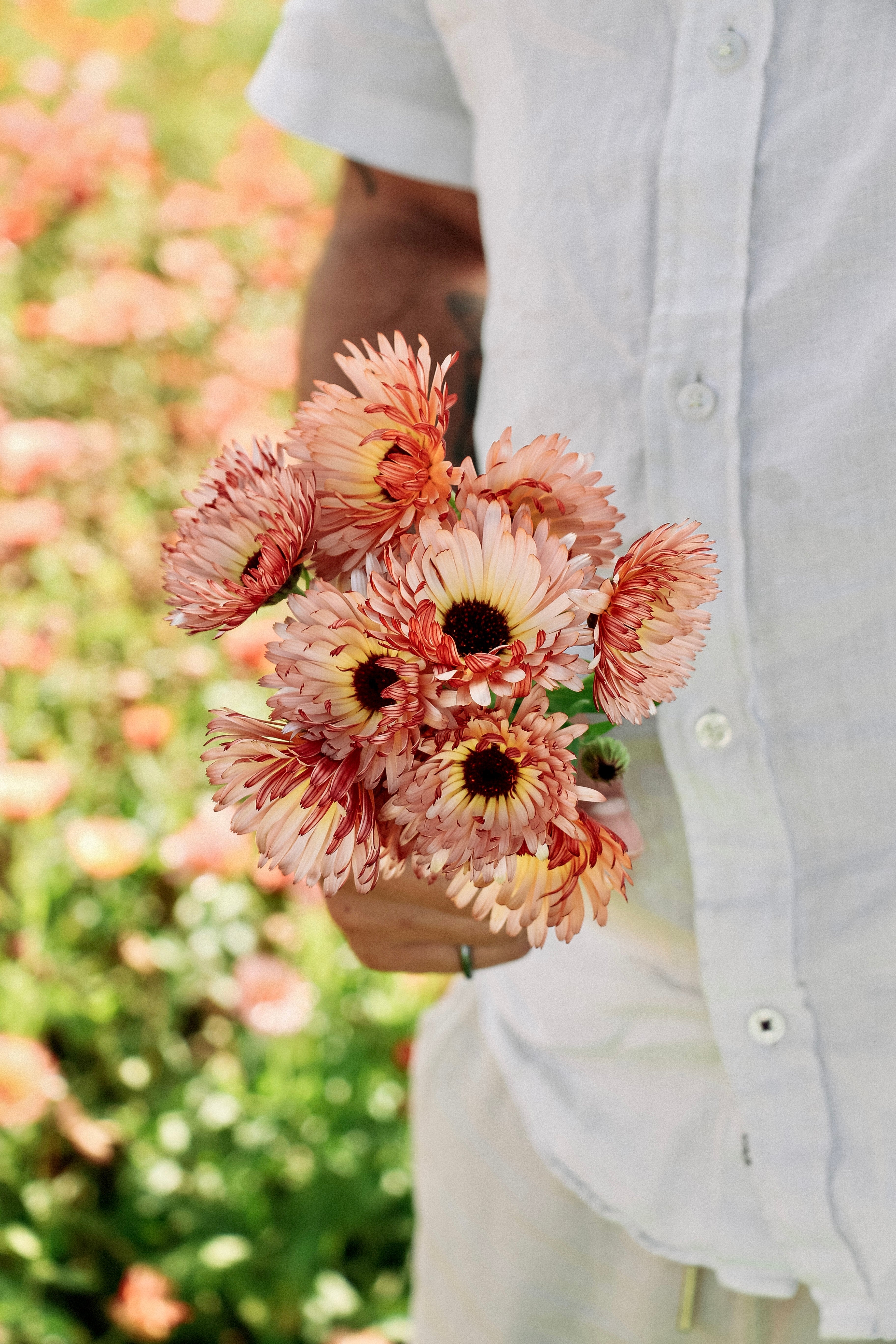 Calendula officinalis &
