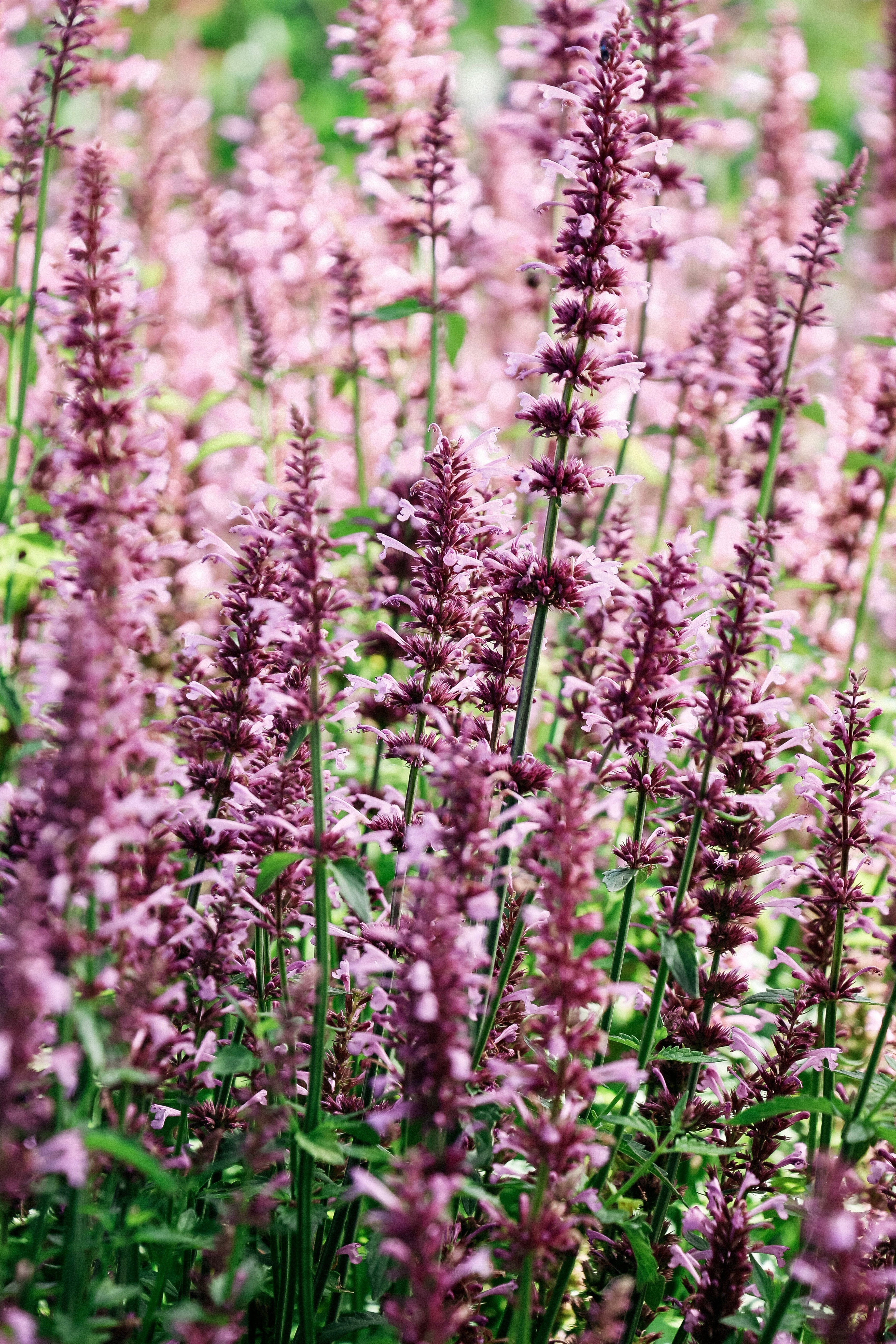 Agastache pallidiflora subsp neomexicana &