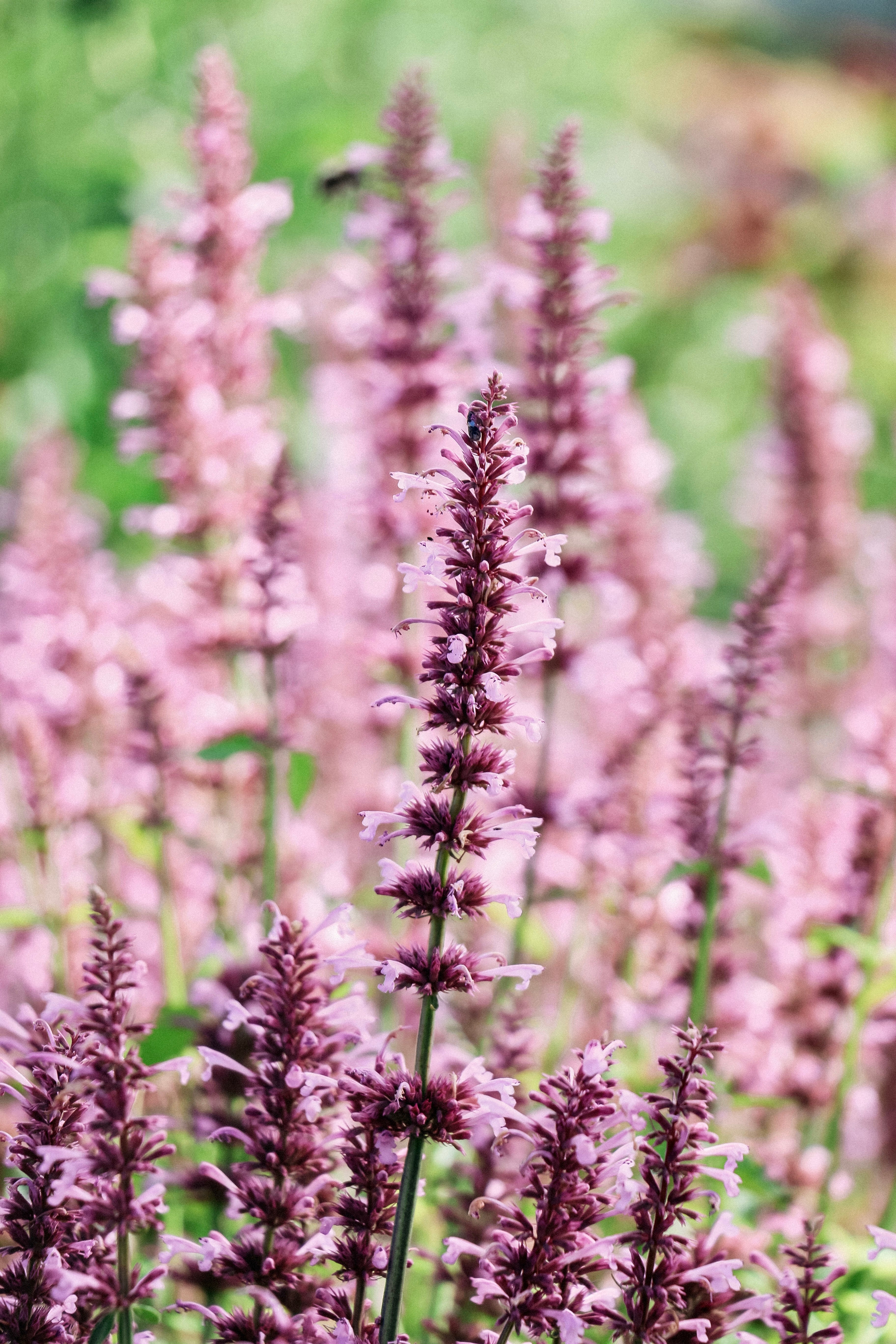 Agastache pallidiflora subsp neomexicana &