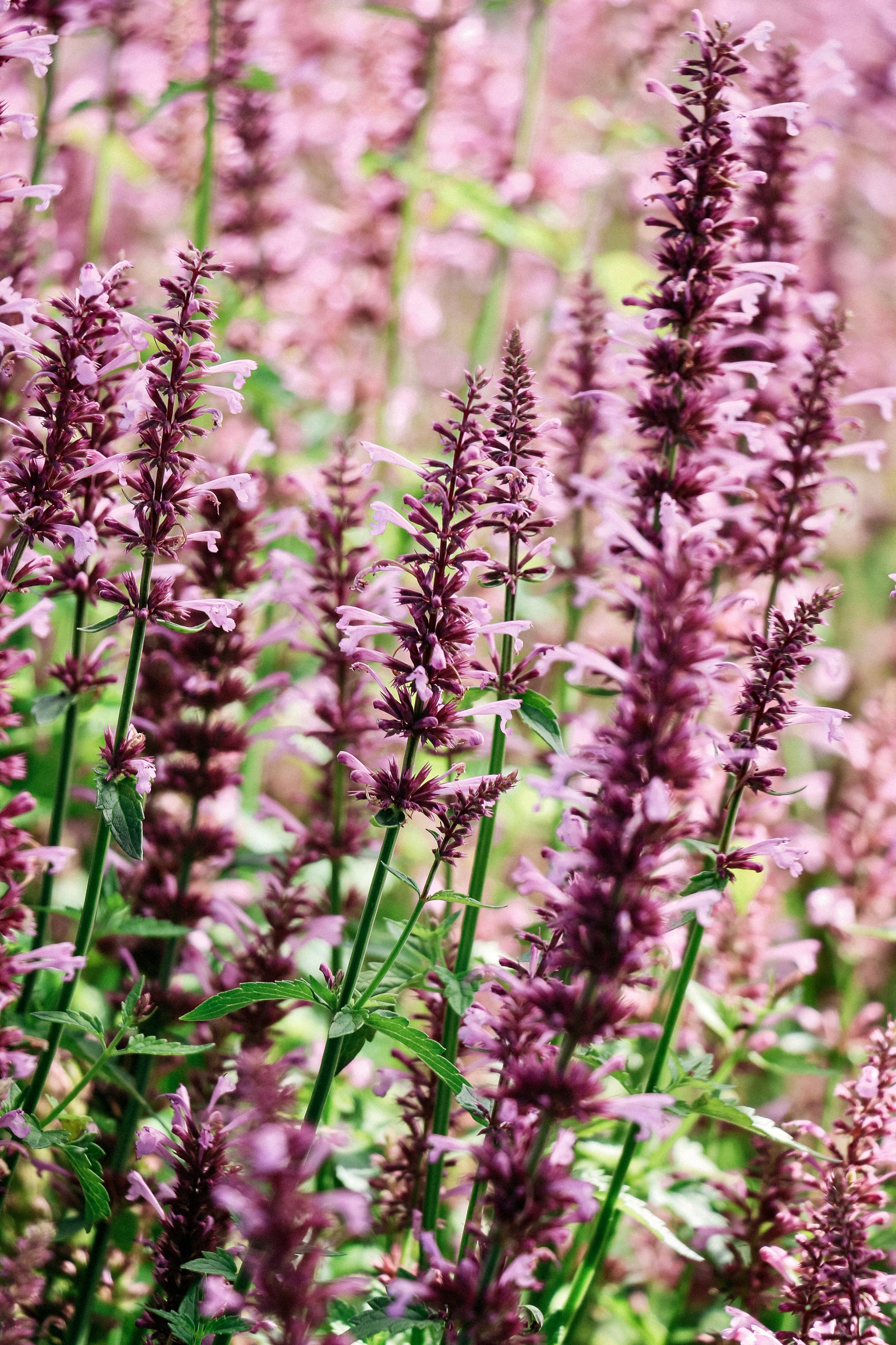 Agastache pallidiflora subsp neomexicana &