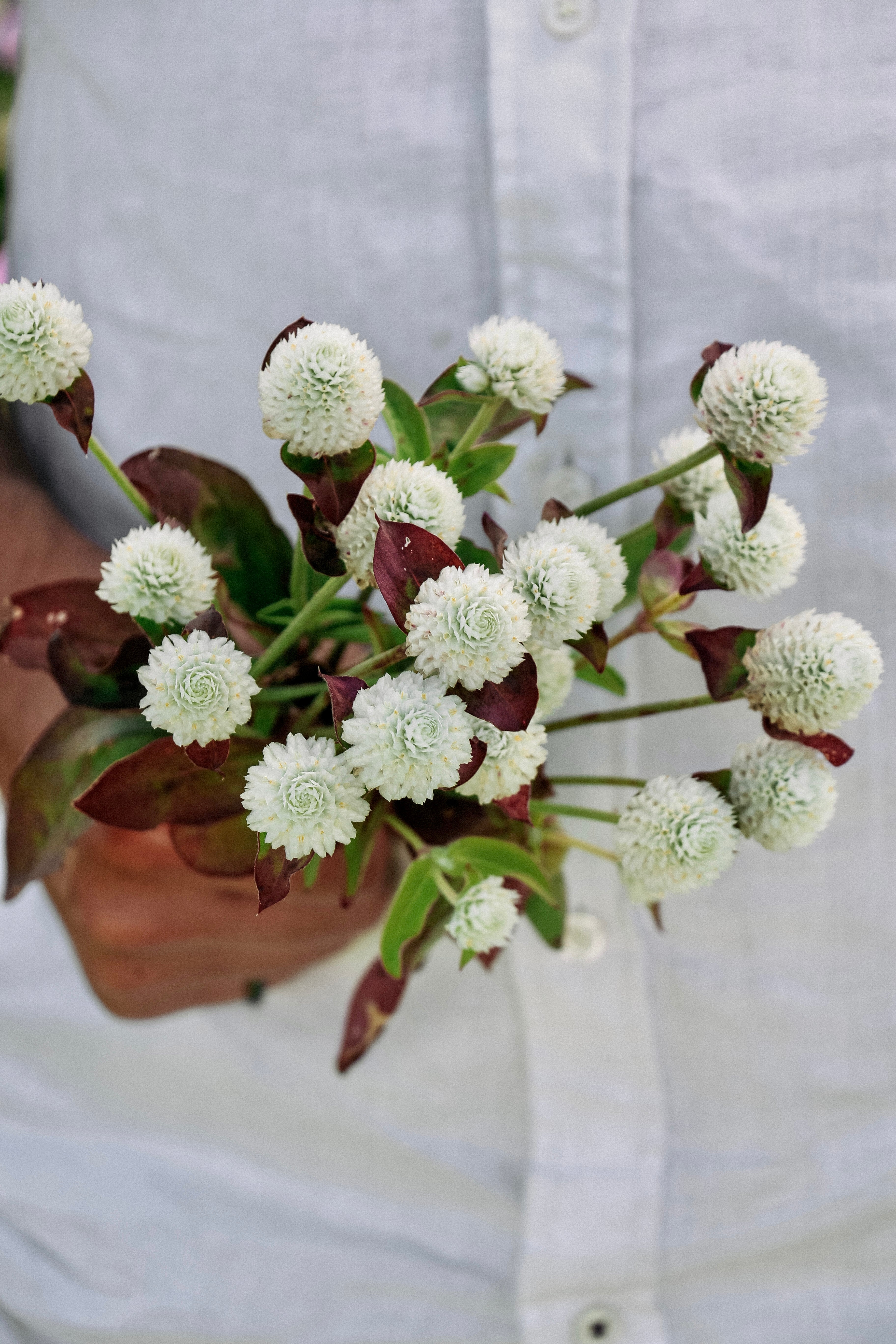 Gomphrena globosa &