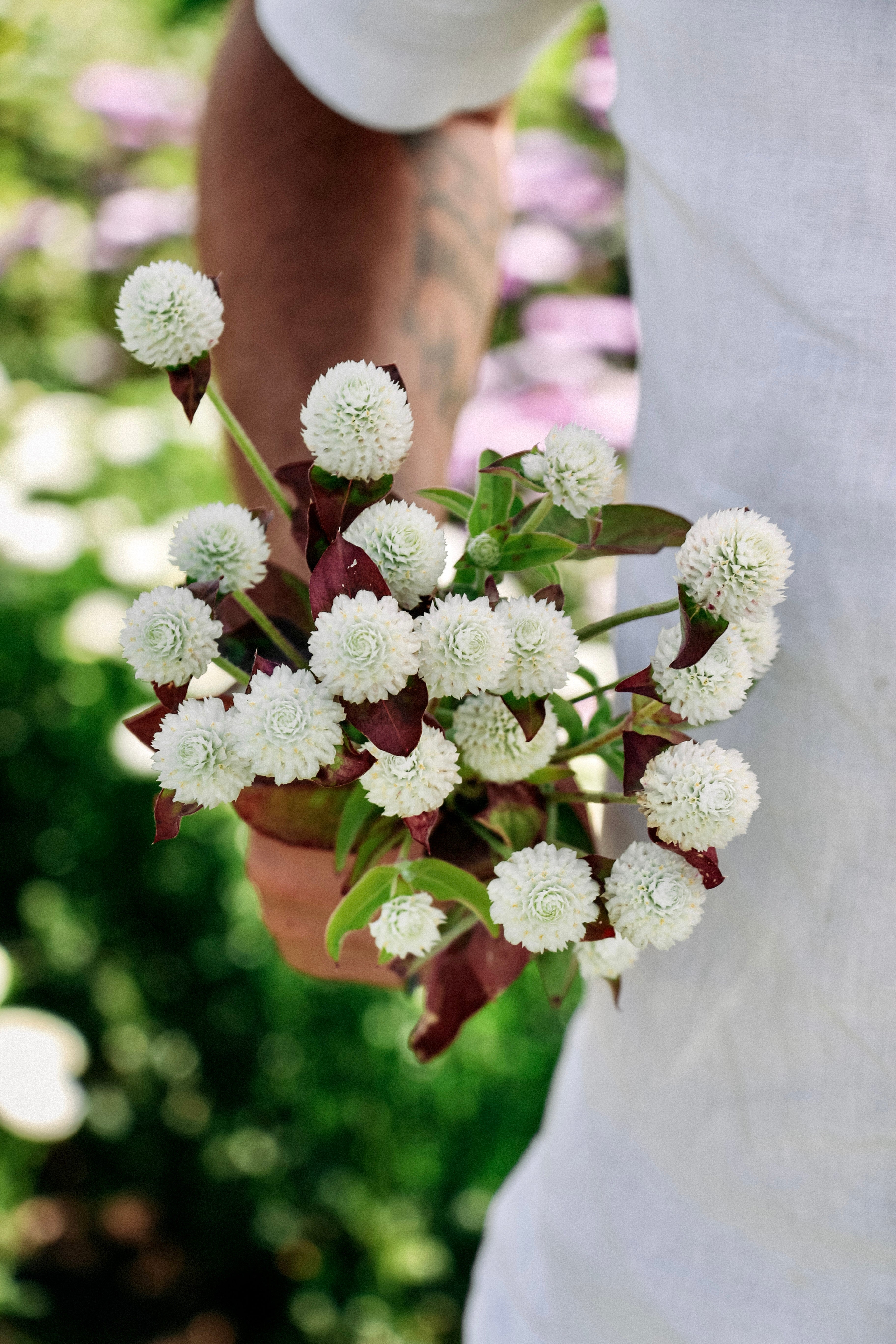 Gomphrena globosa &