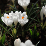 Krokus 'Jeanne d'Arc'-Angelo