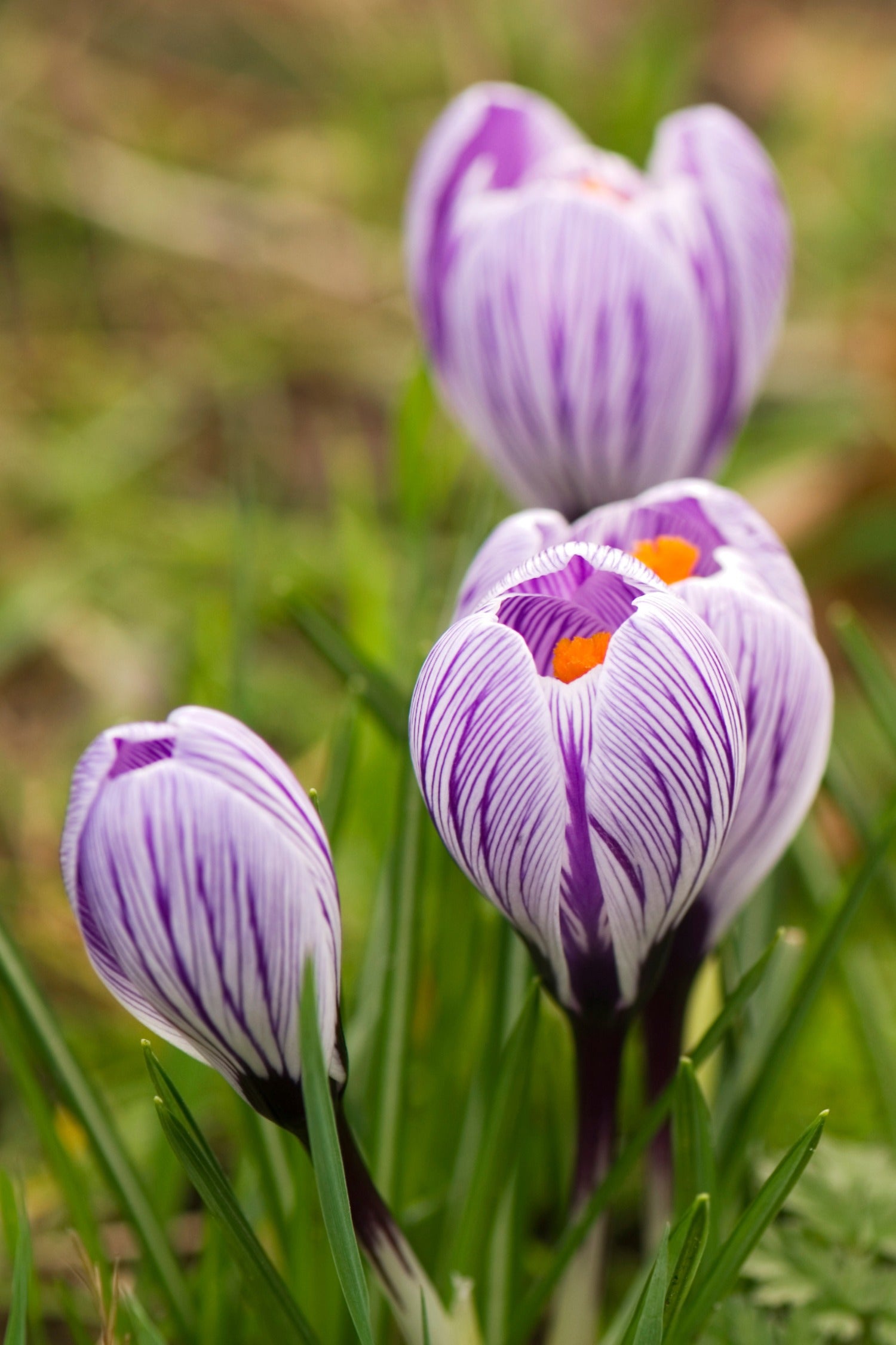 Krokus 'King of the Striped'-Angelo