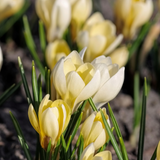 Krokus 'Romance'-Angelo