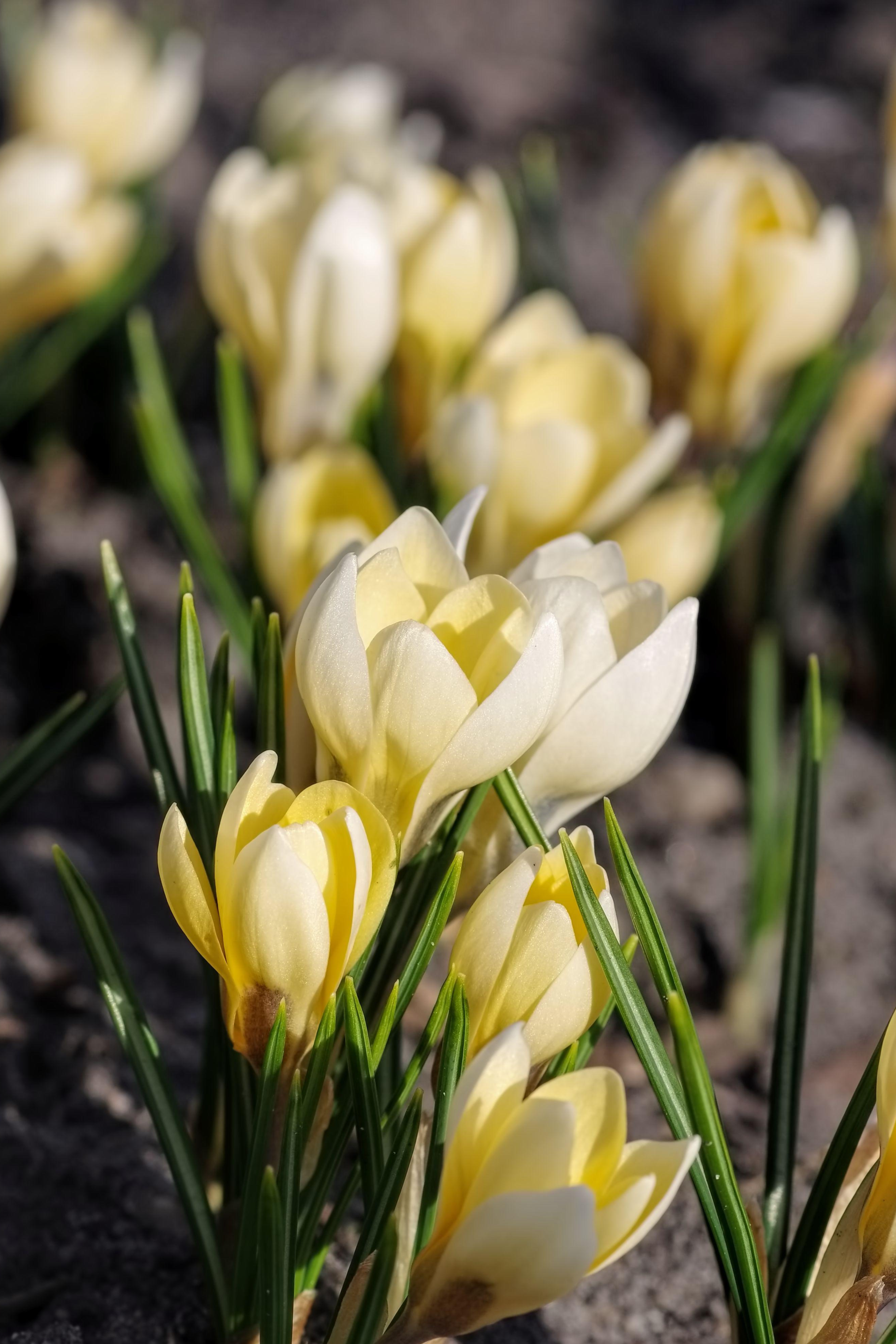 Krokus 'Romance'-Angelo