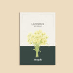 Lathyrus odoratus 'Ice Cream'-Angelo