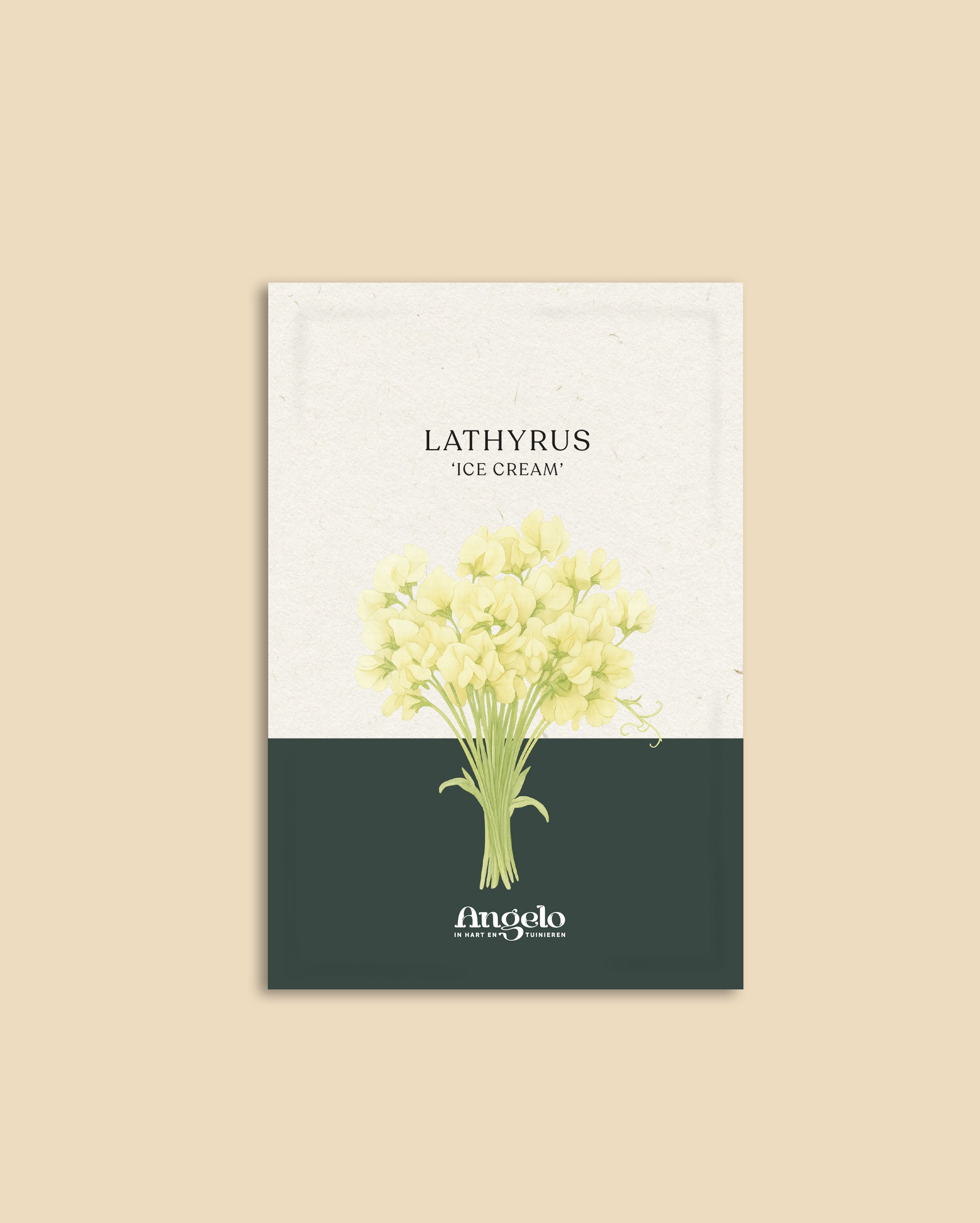 Lathyrus odoratus 'Ice Cream'-Angelo