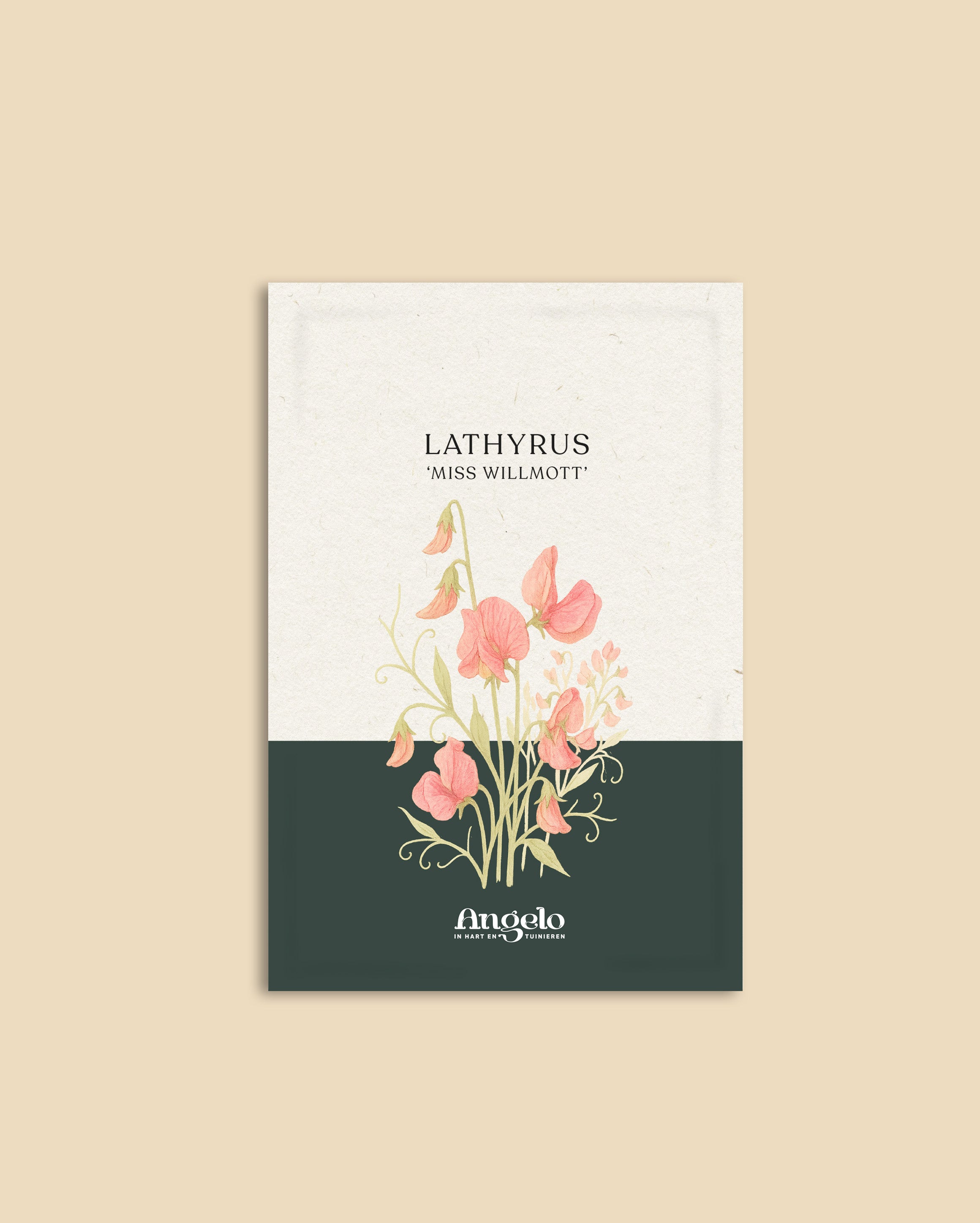Lathyrus odoratus 'Miss Willmot'-Angelo
