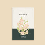 Lathyrus latifolius 'Pink Pearl'-Angelo