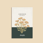 Limonium sinuatum 'qis apricot'-Angelo