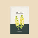 Matthiola incana 'anytime yellow'-Angelo