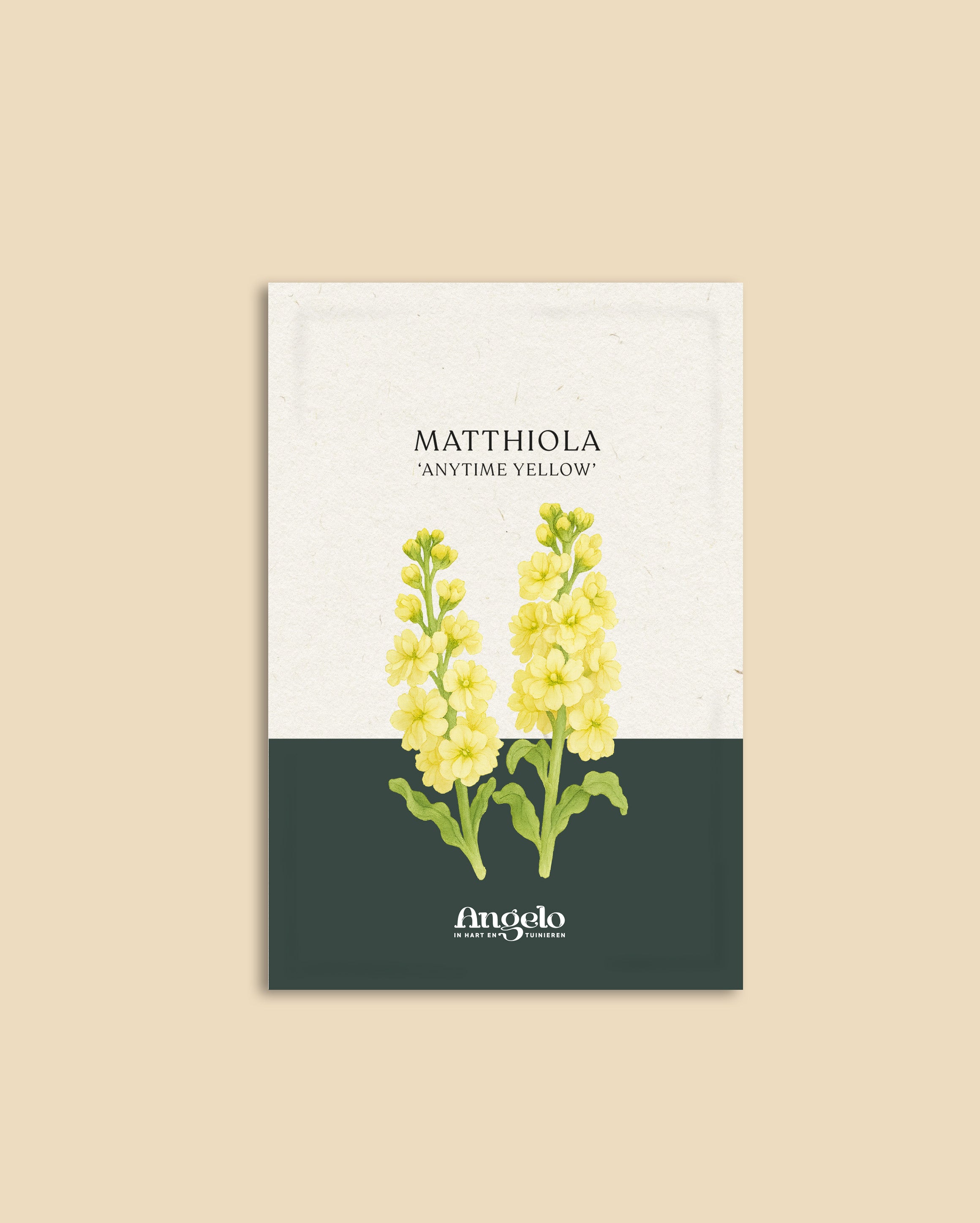 Matthiola incana 'anytime yellow'-Angelo