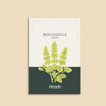 Moluccella laevis-Angelo