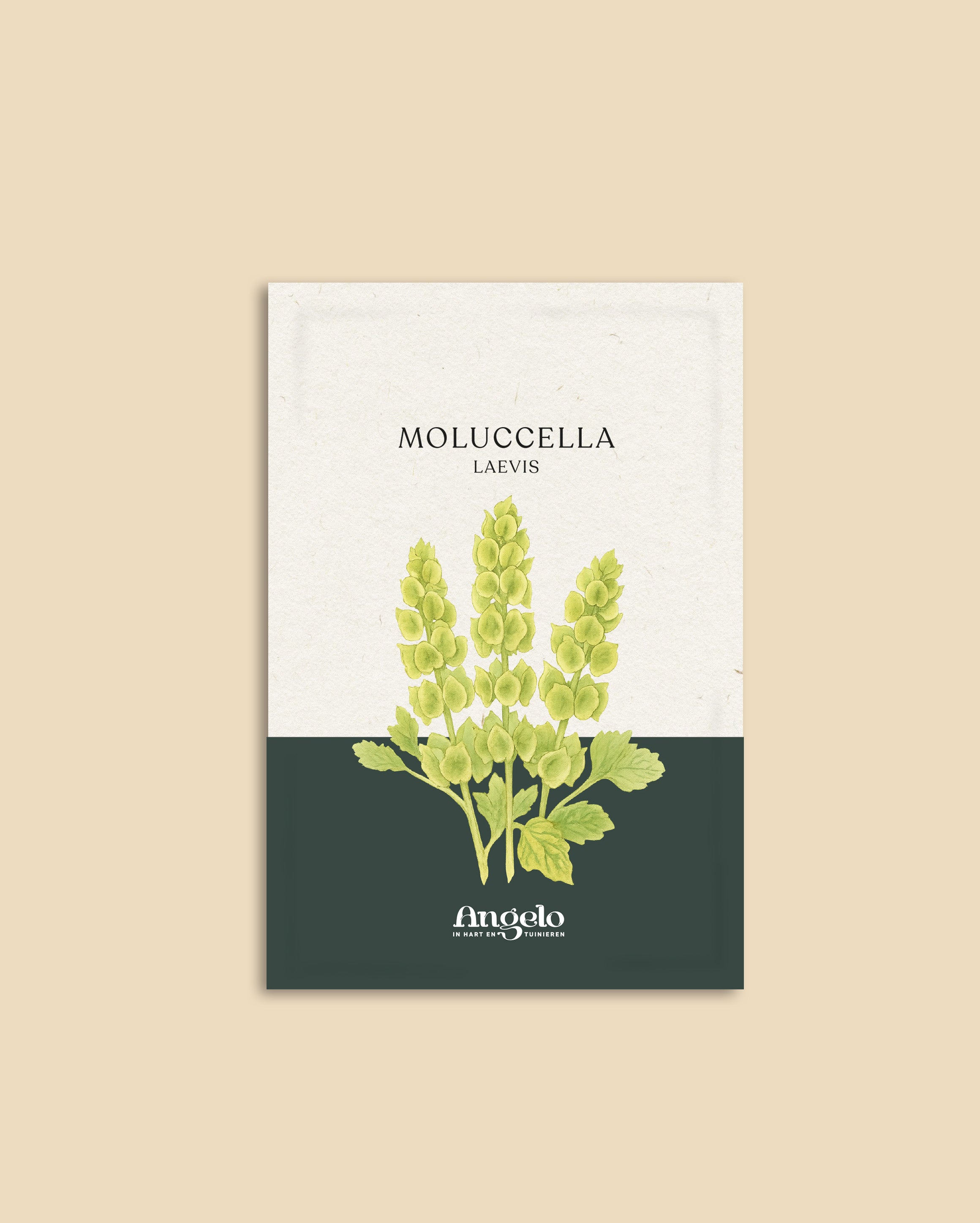 Moluccella laevis-Angelo