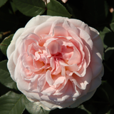 Struikroos 'Marchenzauber'-Angelo