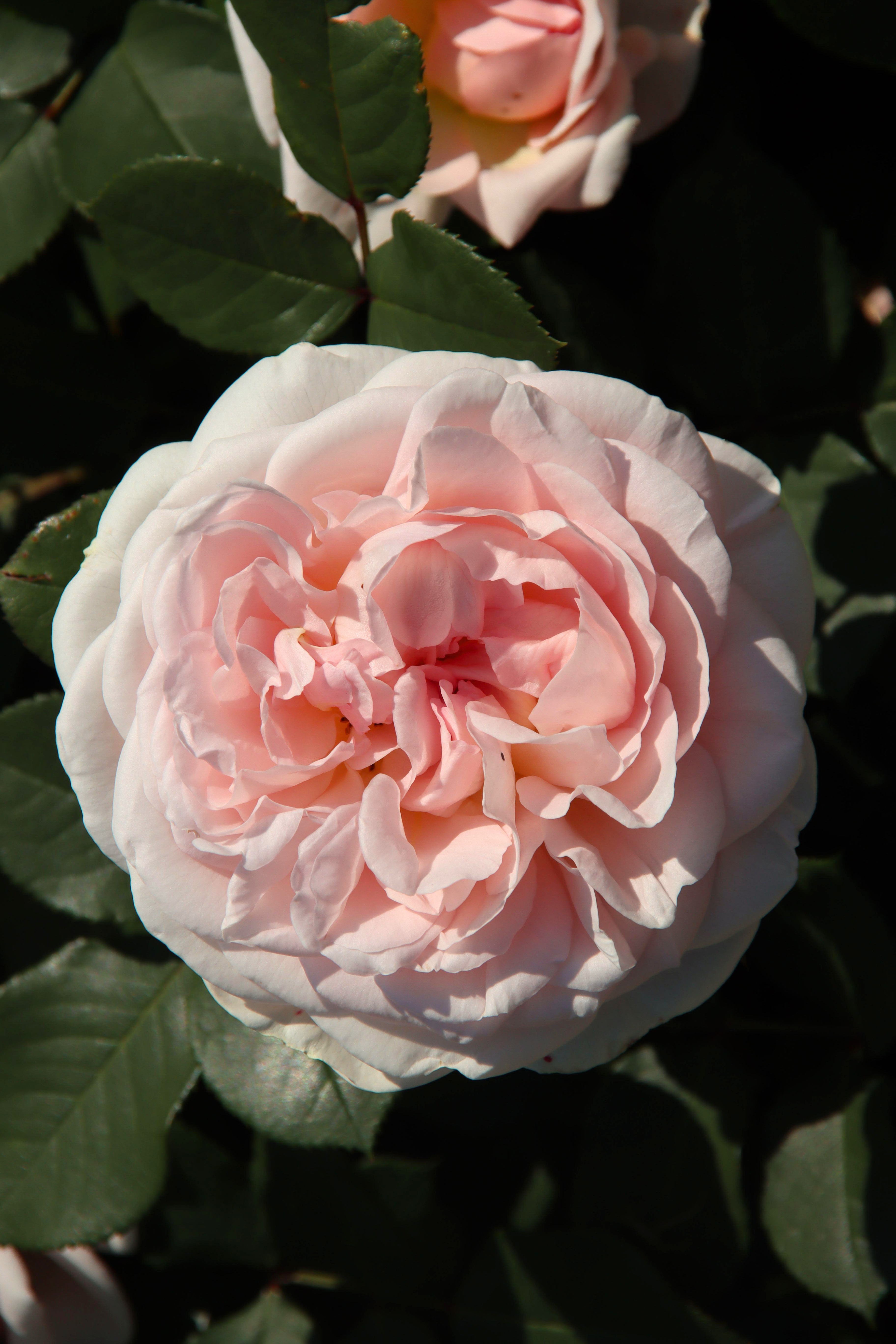 Struikroos 'Marchenzauber'-Angelo