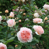 Struikroos 'Marchenzauber'-Angelo