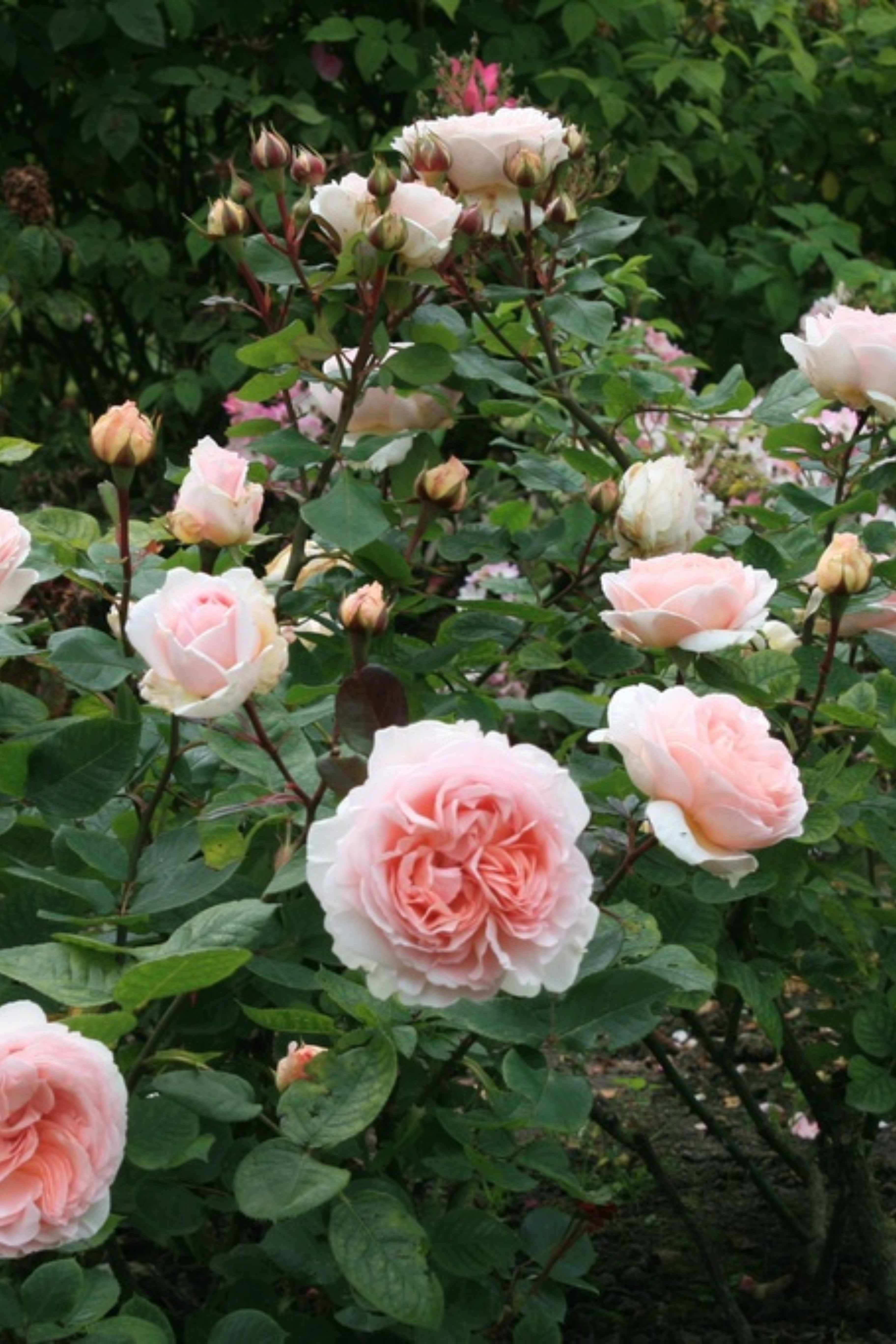 Struikroos 'Marchenzauber'-Angelo