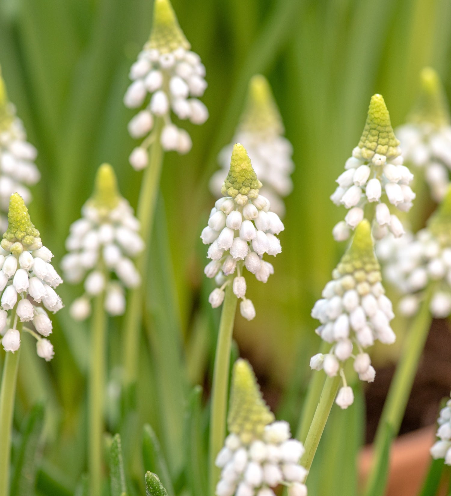 Muscari 'Casablanca'-Angelo