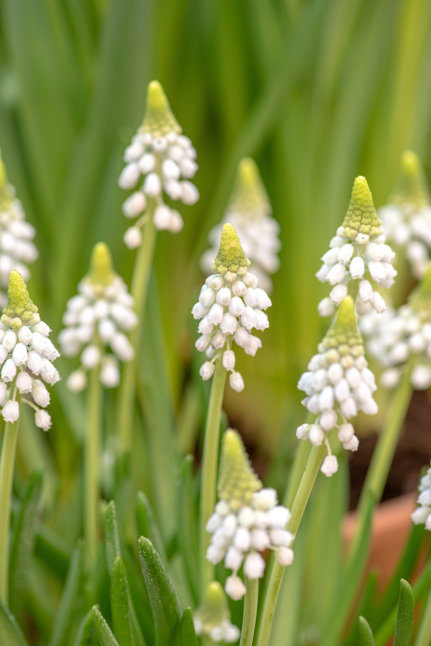Muscari 'Casablanca'-Angelo
