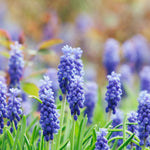 Muscari 'Joyce Spirit'-Angelo