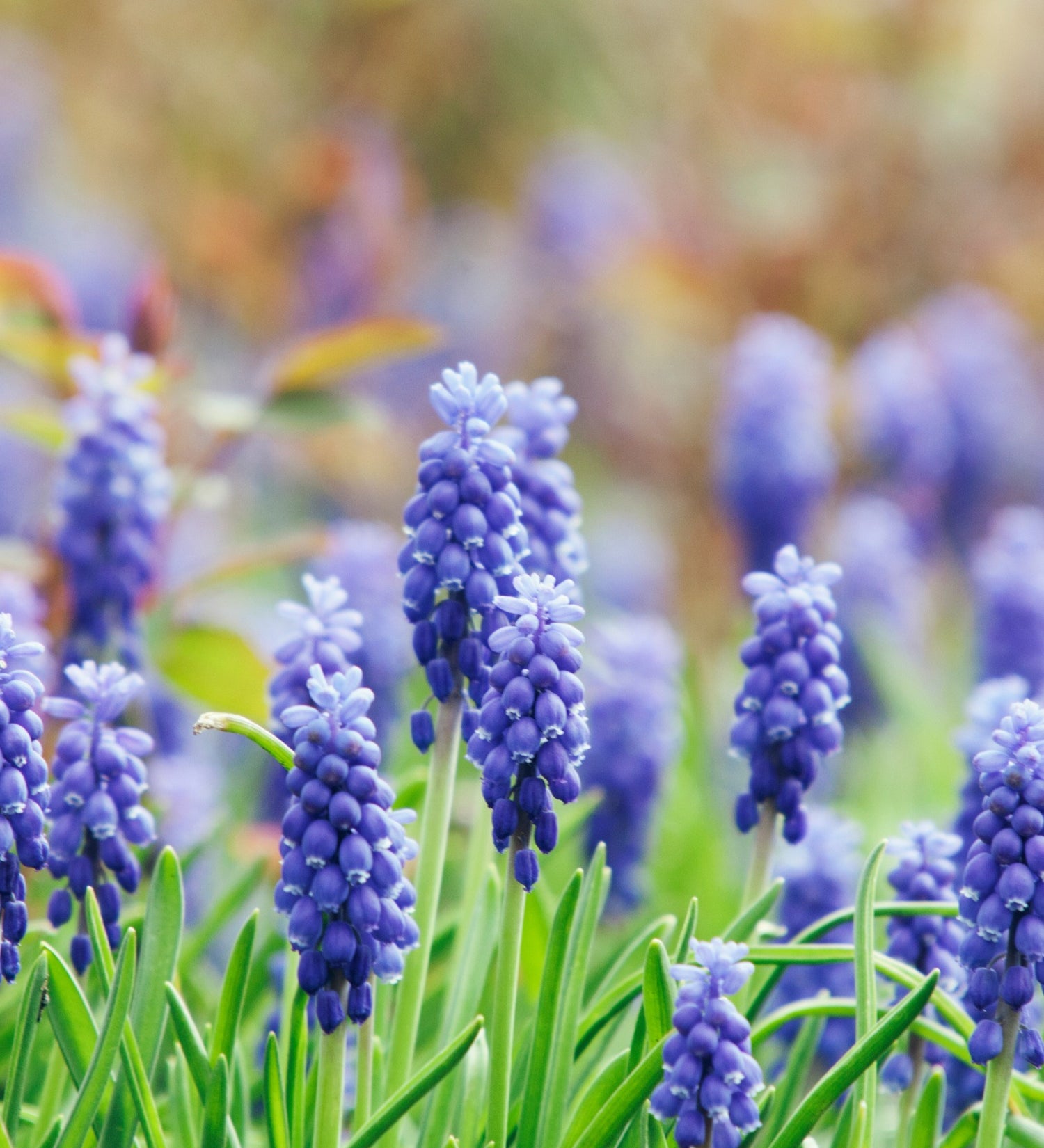 Muscari 'Joyce Spirit'-Angelo