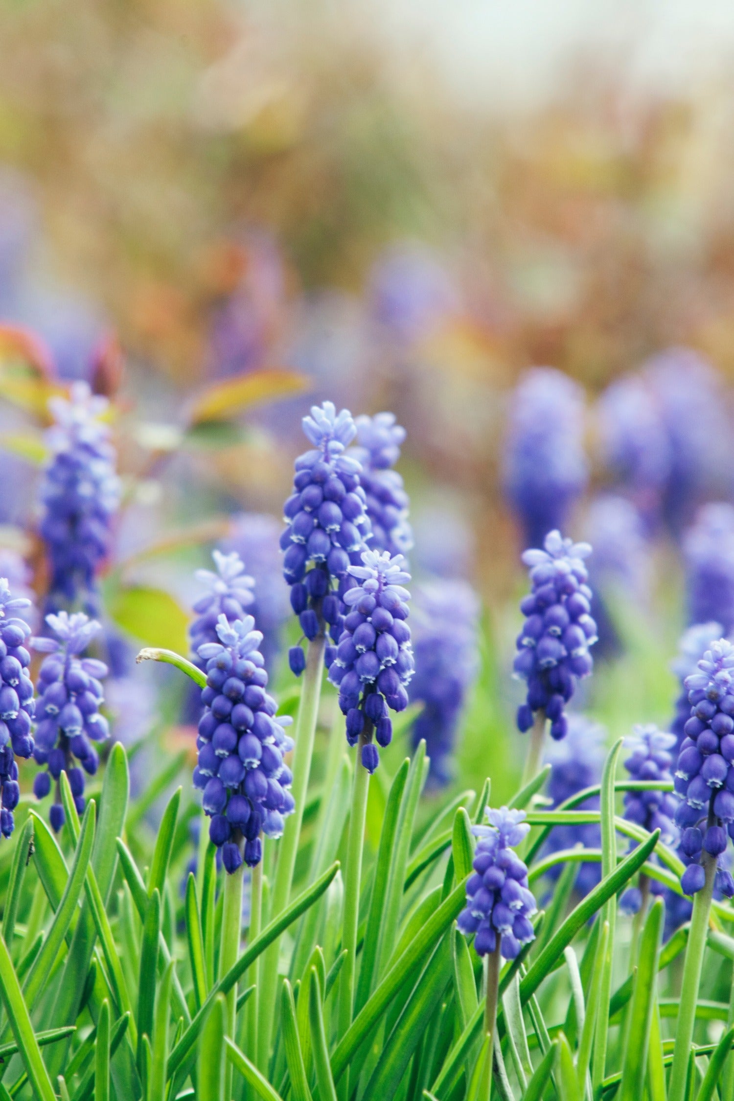 Muscari &