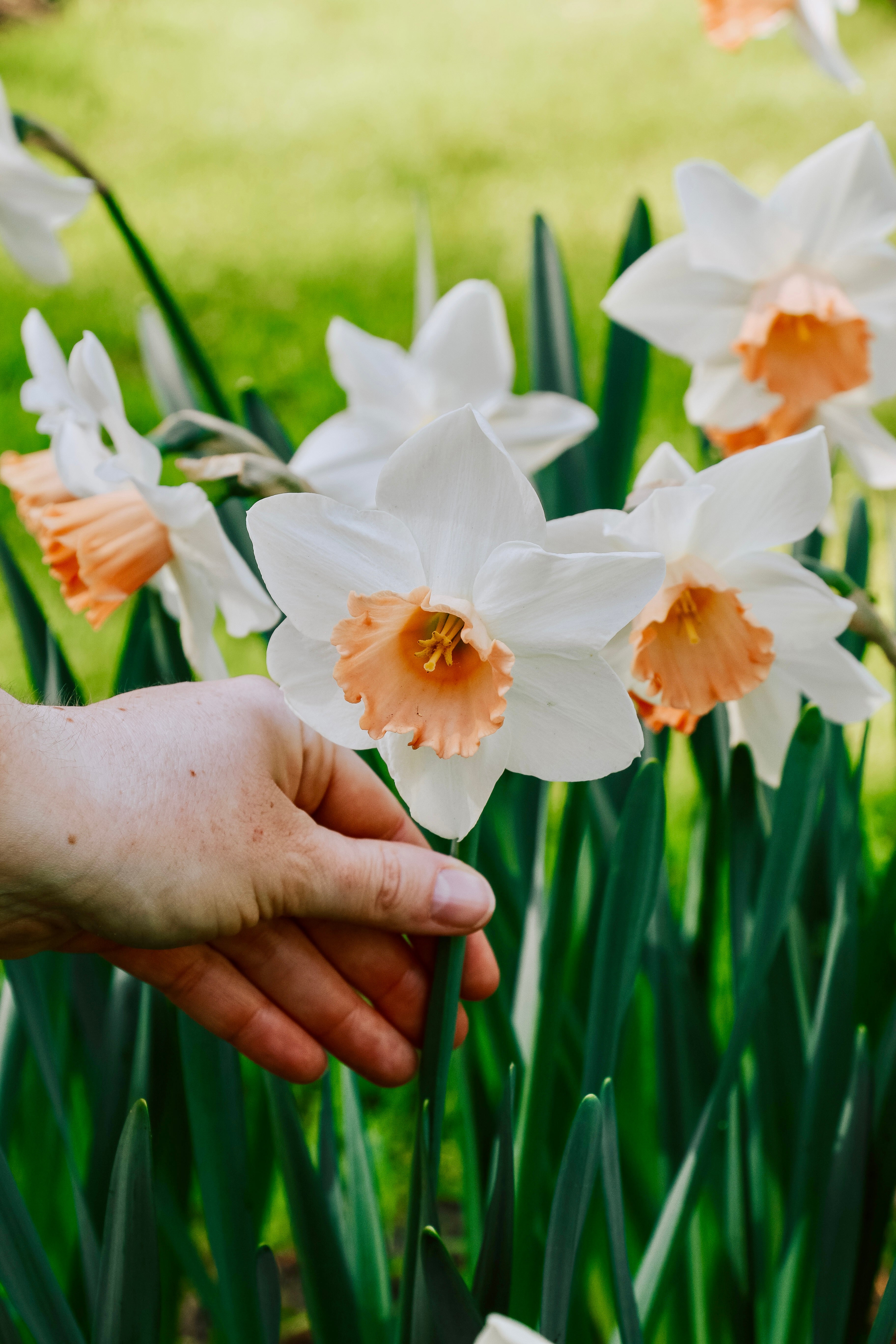 Narcis 'Accent'-Angelo