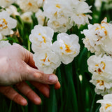 Narcis 'Bridal Crown'-Angelo
