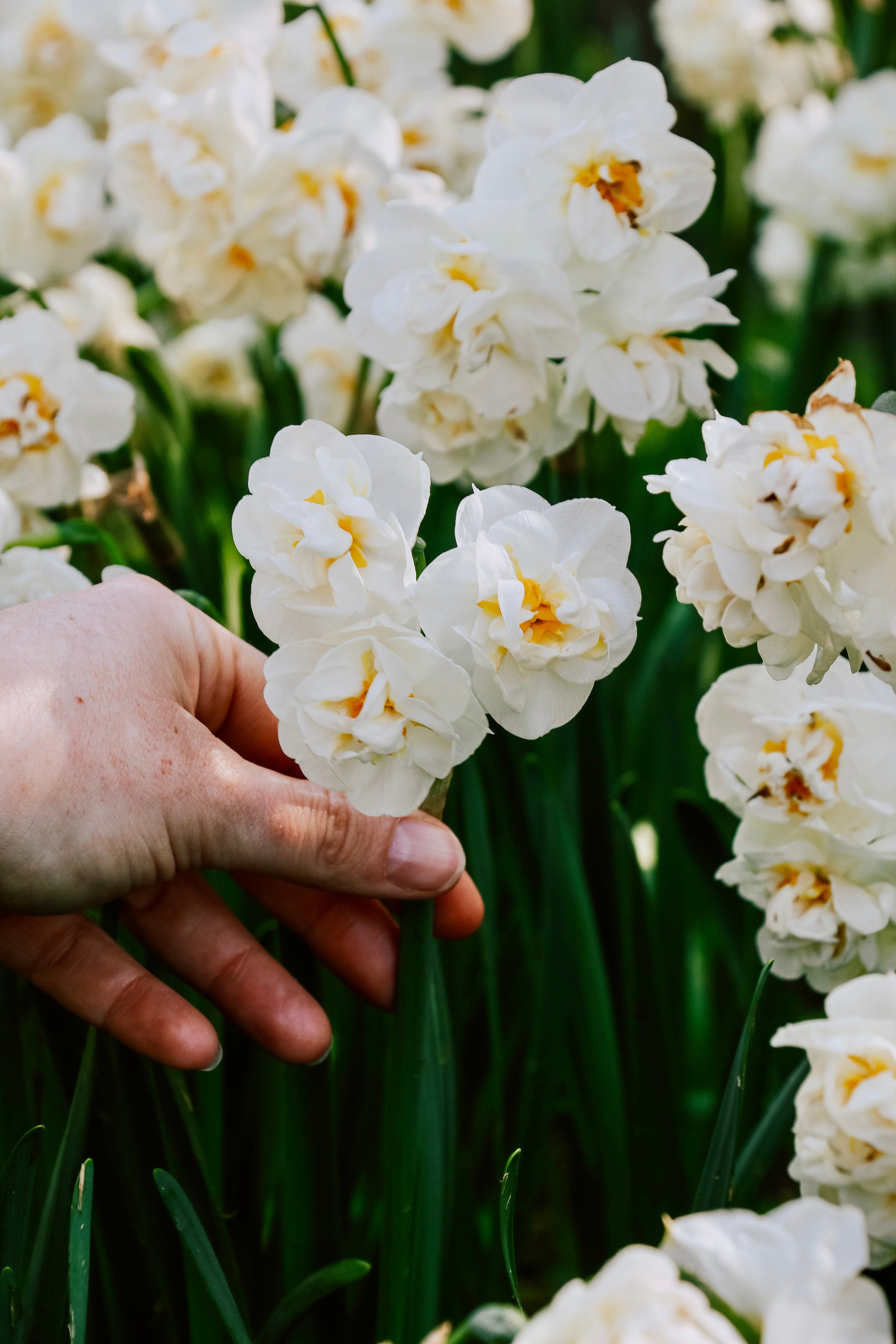 Narcis 'Bridal Crown'-Angelo