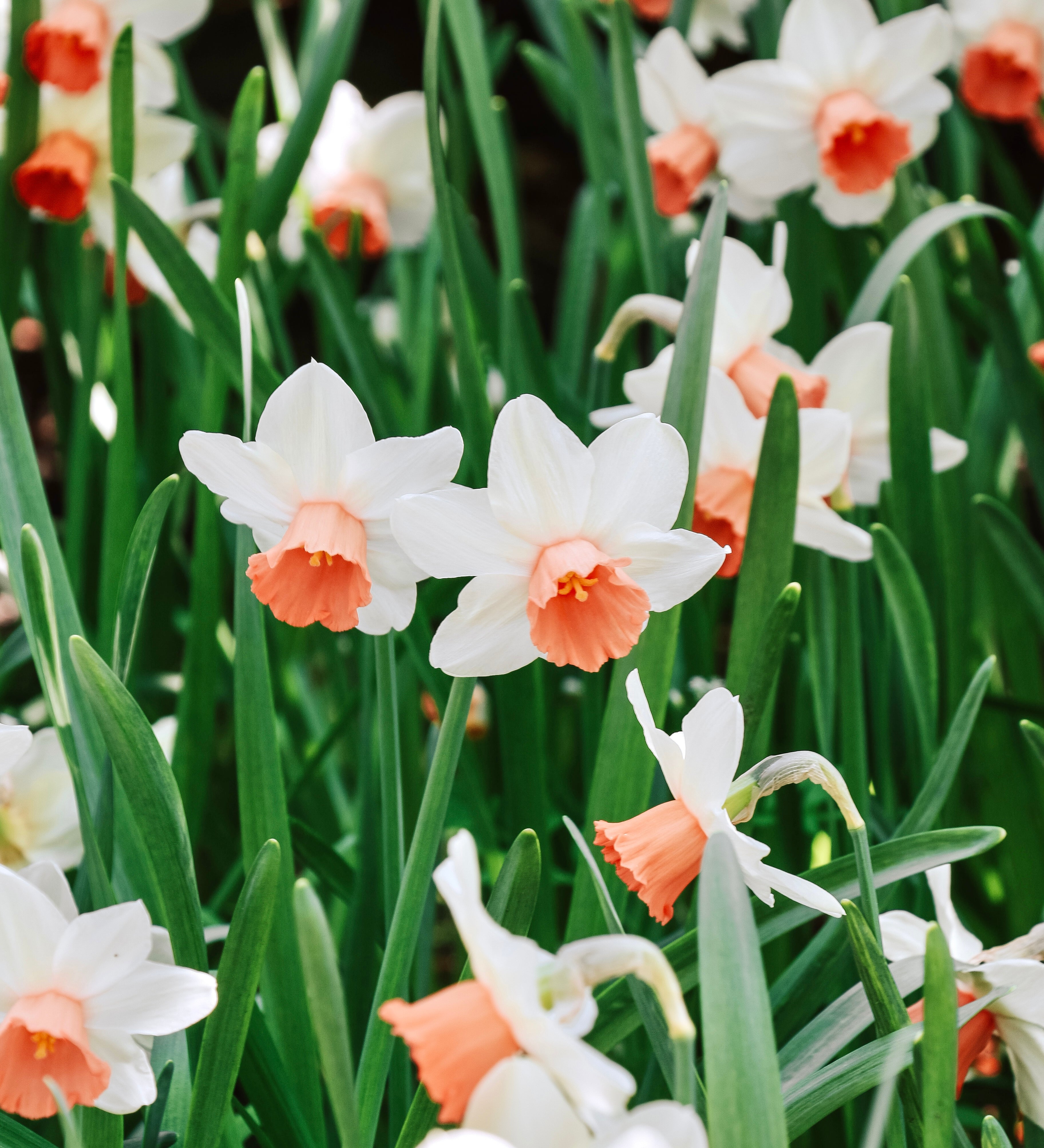 Narcis 'Iwona'-Angelo