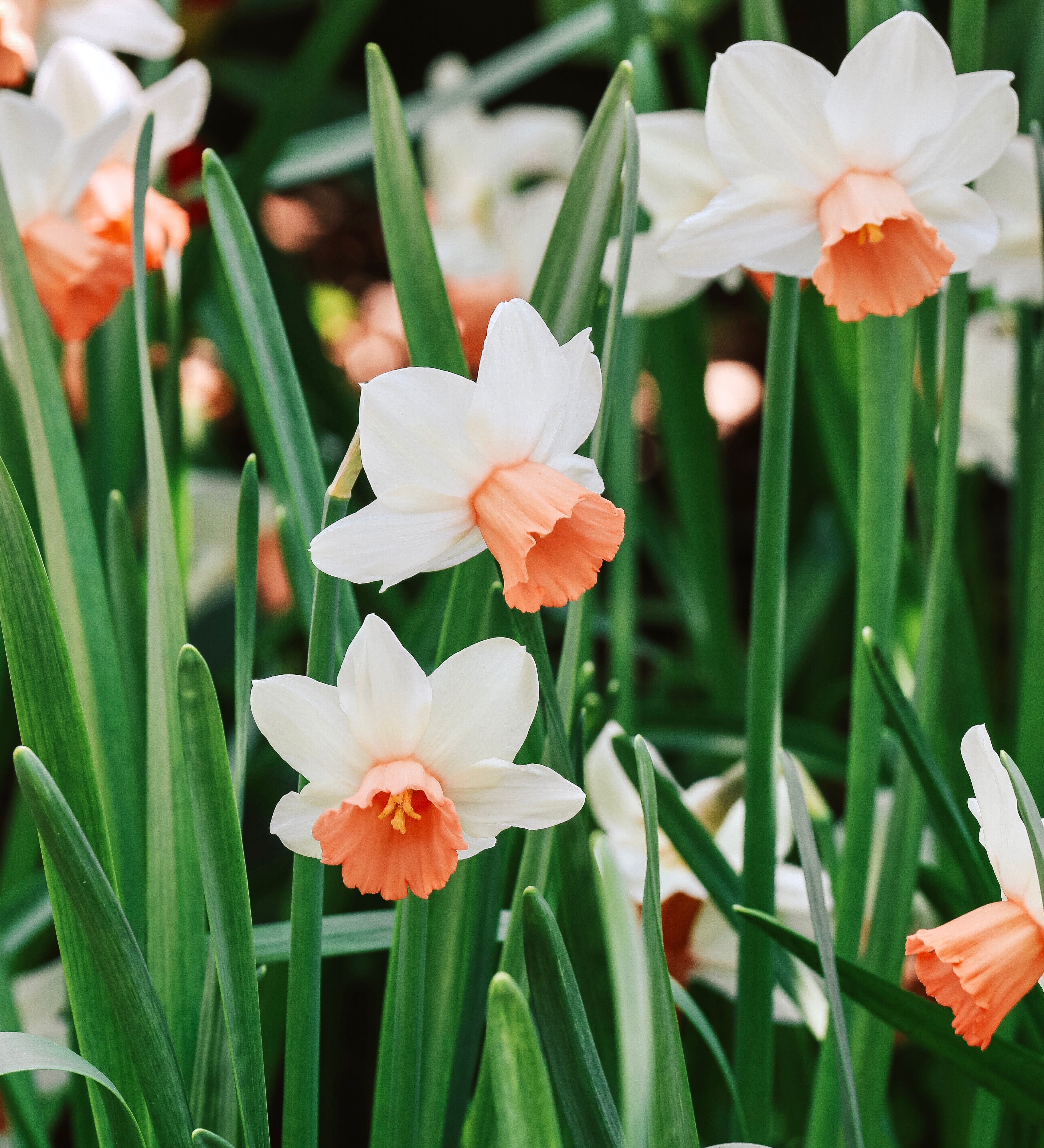 Narcis 'Iwona'-Angelo