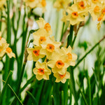 Narcis 'Martinette'-Angelo