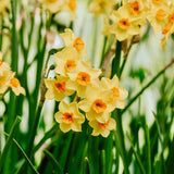 Narcis 'Martinette'-Angelo