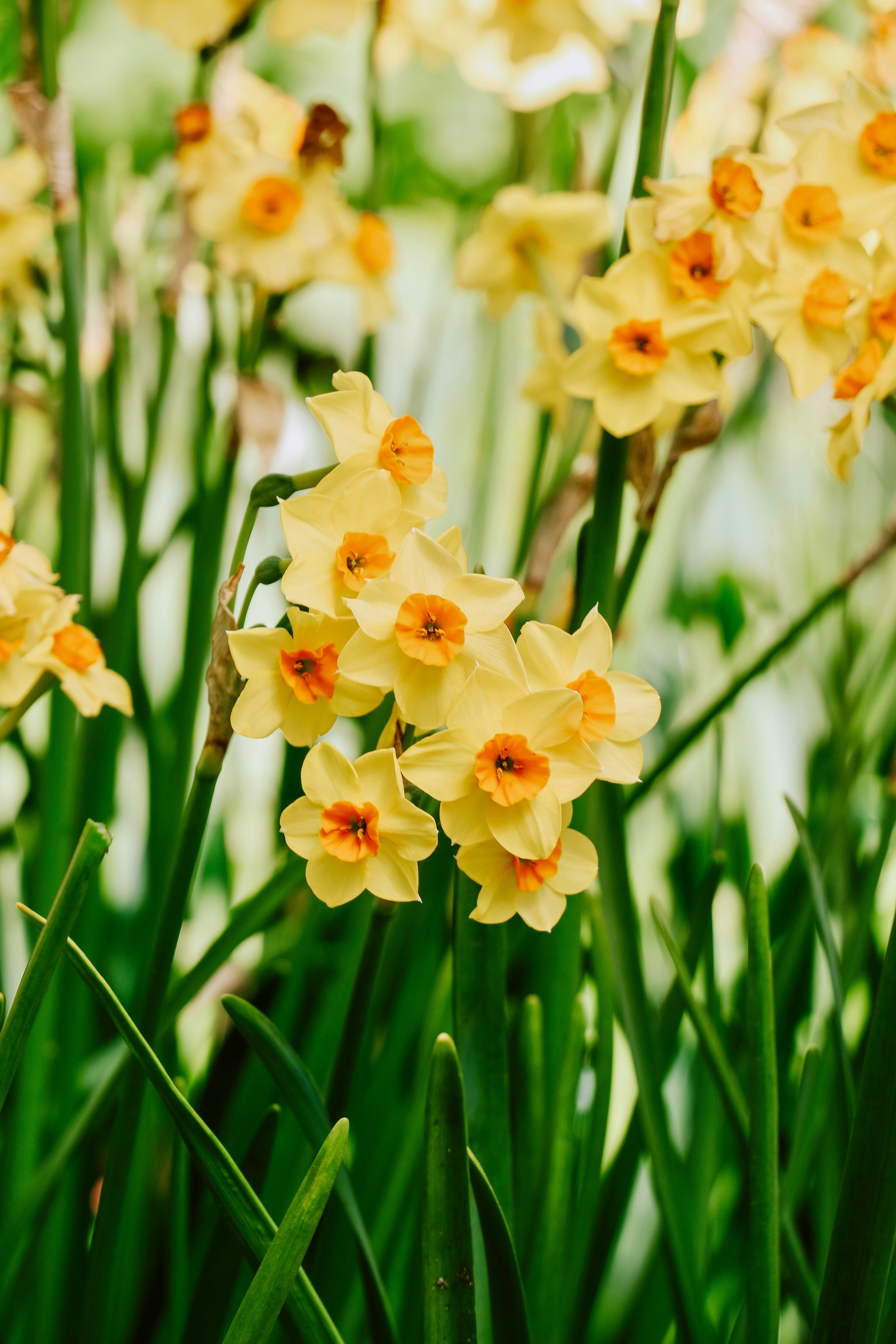 Narcis 'Martinette'-Angelo