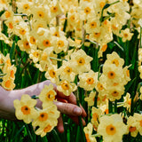 Narcis 'Minnow'-Angelo