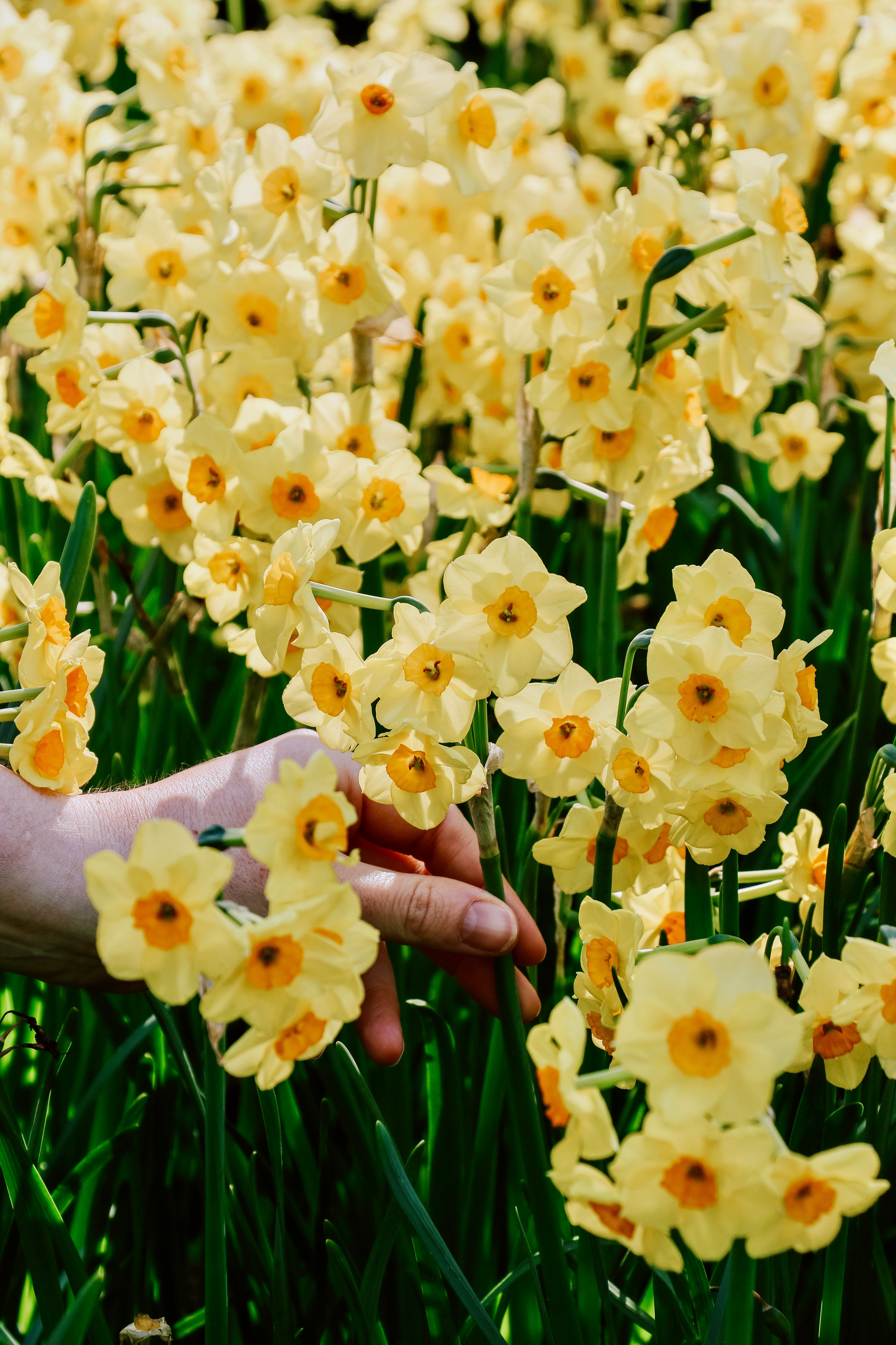 Narcis 'Minnow'-Angelo