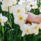 Narcis 'Papillon Blanc'-Angelo