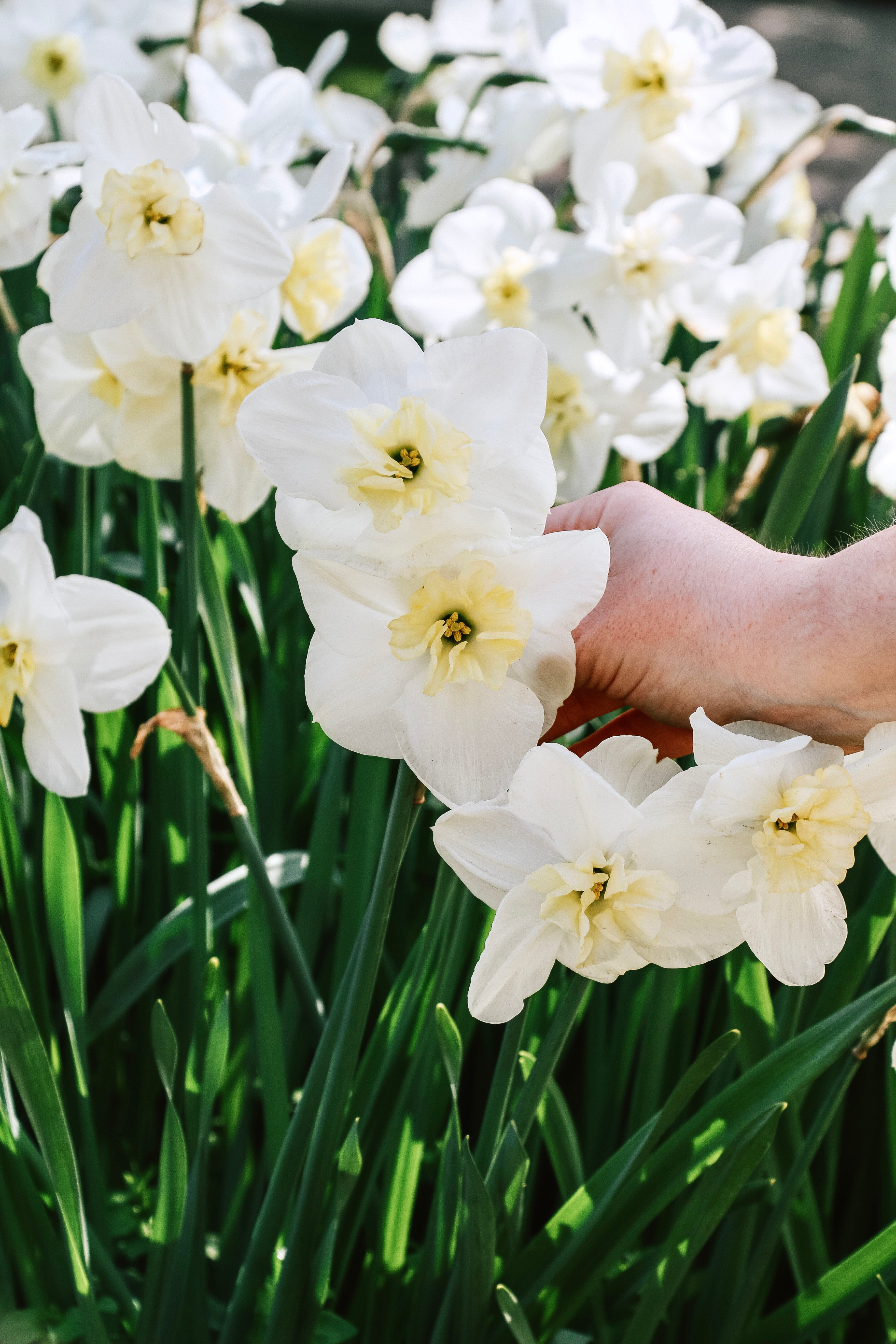 Narcis 'Papillon Blanc'-Angelo