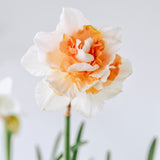 Narcis 'Replete'-Angelo