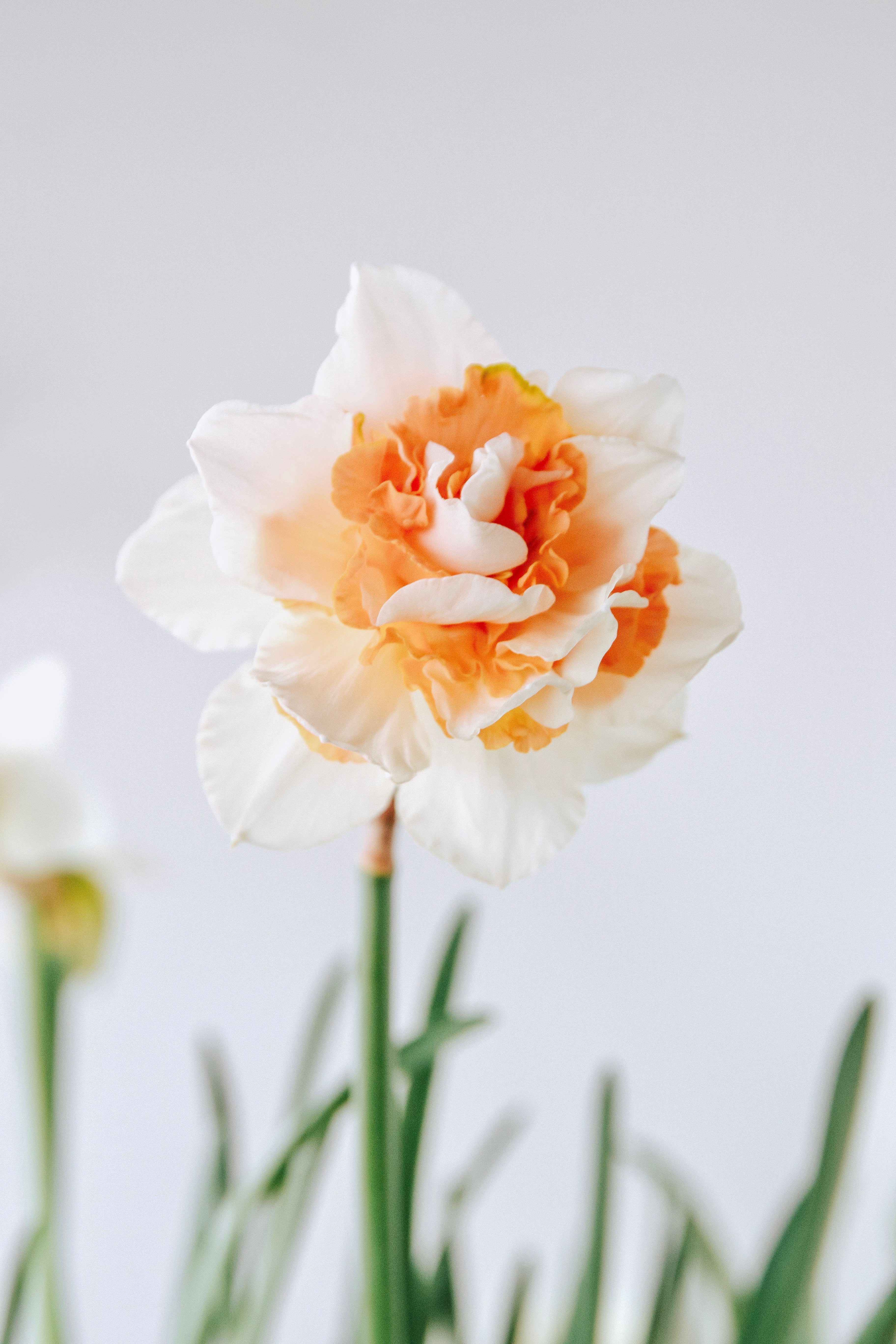 Narcis 'Replete'-Angelo