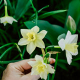 Narcis 'Sailboat'-Angelo