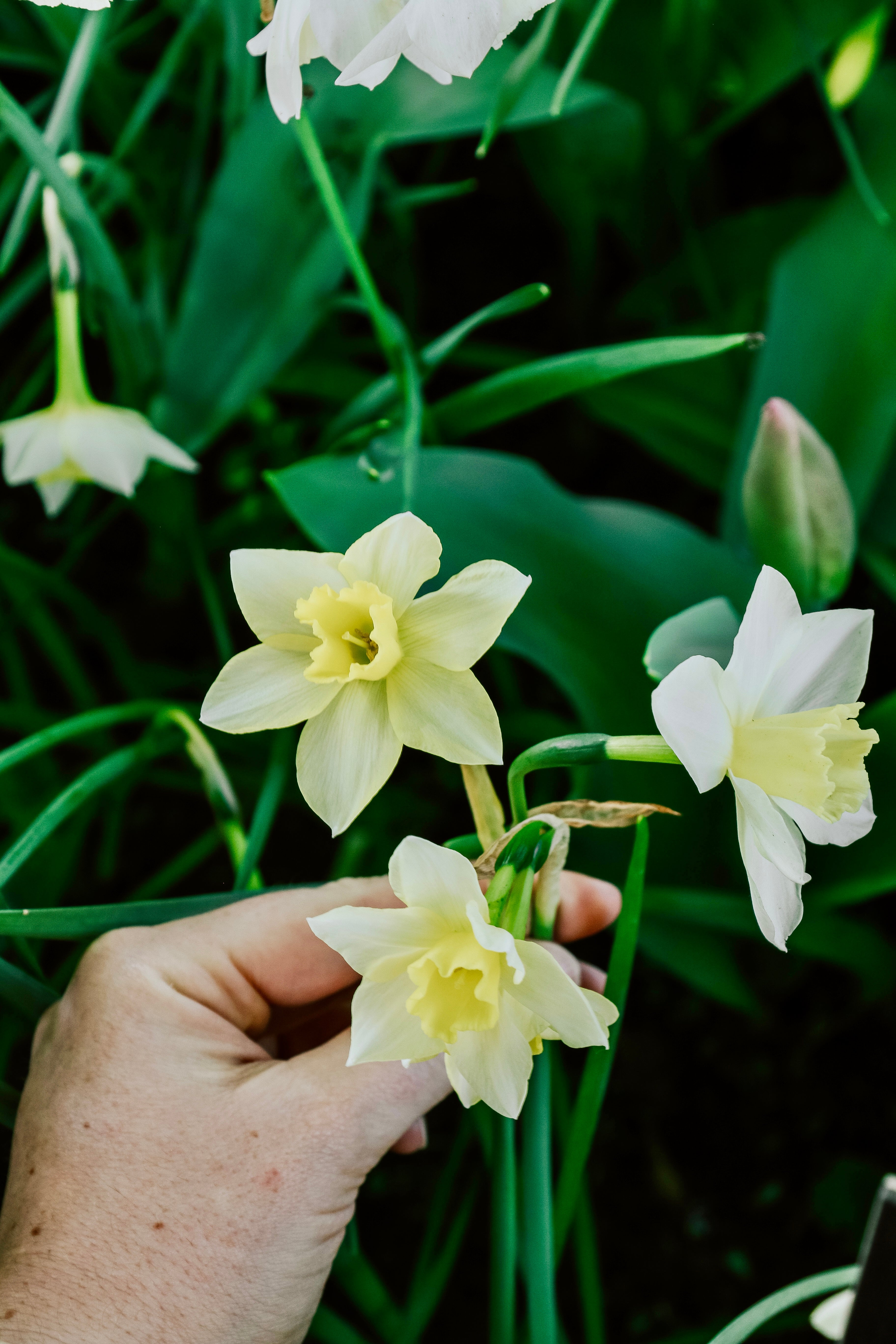 Narcis 'Sailboat'-Angelo