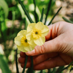 Narcis 'Sun Disc'-Angelo